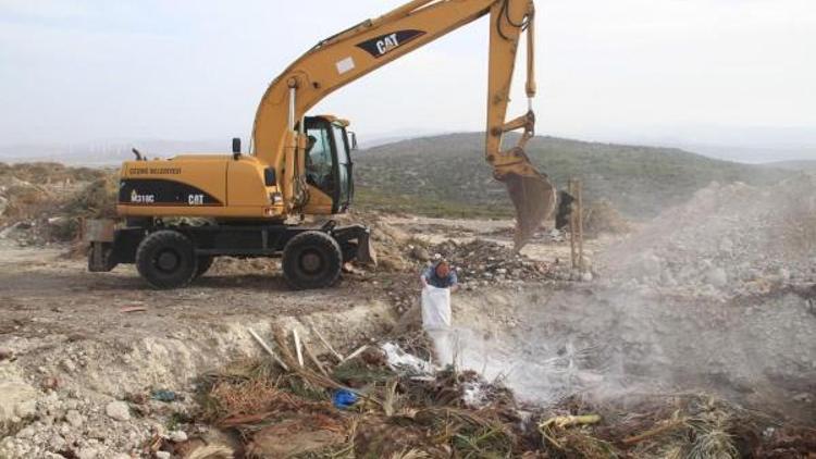 Çeşmede kırmızı palmiye böceğiyle mücadale