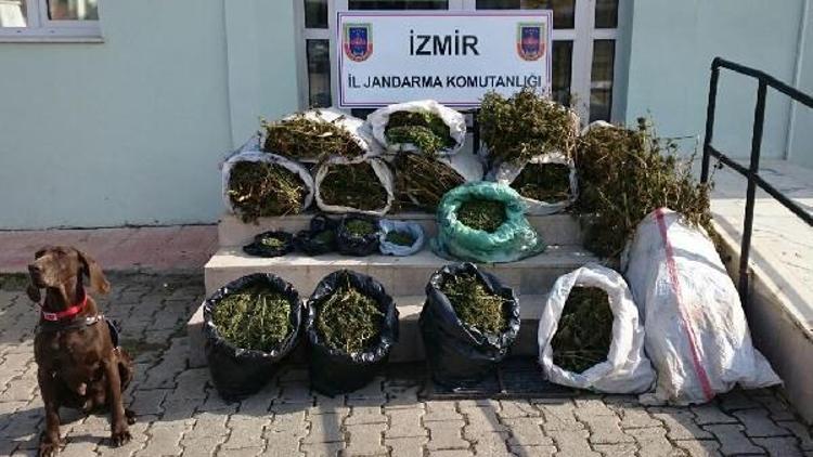 Beydağda 62.5 kilo esrar ele geçildi