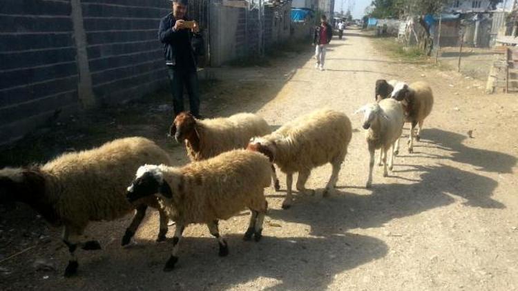 Tarsusta çalınan 7 koyunu jandarma buldu