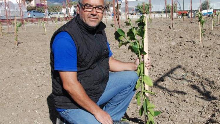 Serayı söküp limon dikti