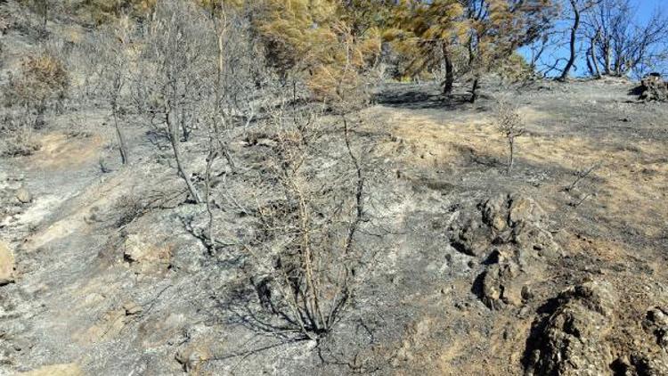 Tokat’taki orman yangını söndürüldü