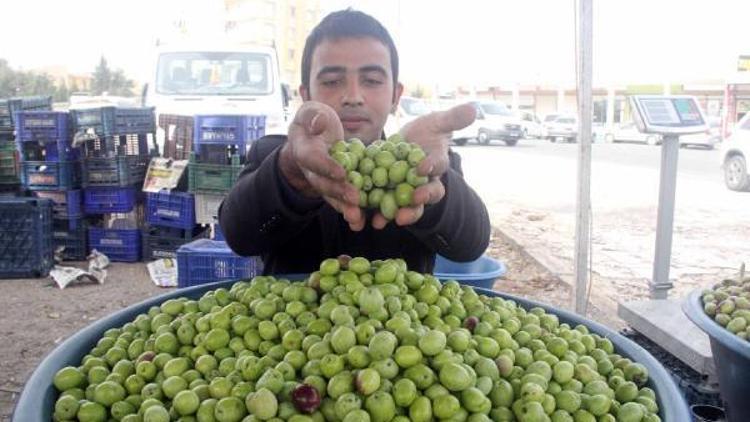 Şanlıurfada organik zeytinler tezgahlarda