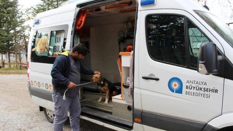 Köpeklere Büyükşehir sahip çıktı