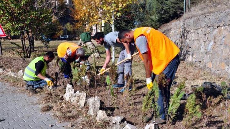 Tuncelideki parklarda bakım çalışmaları