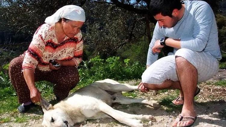 Bodrum’da zehirlenen köpek ve kediler telef oldu