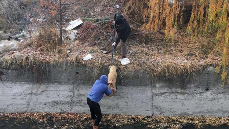 Sokak köpeği kanala düştü