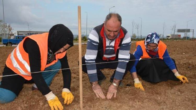 Görele’de ısırgan tarlası