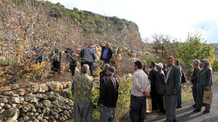 Mersinde Antep fıstığı projesi