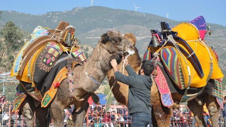 Sezonun ilk güreşinde develeri sıcak çarptı