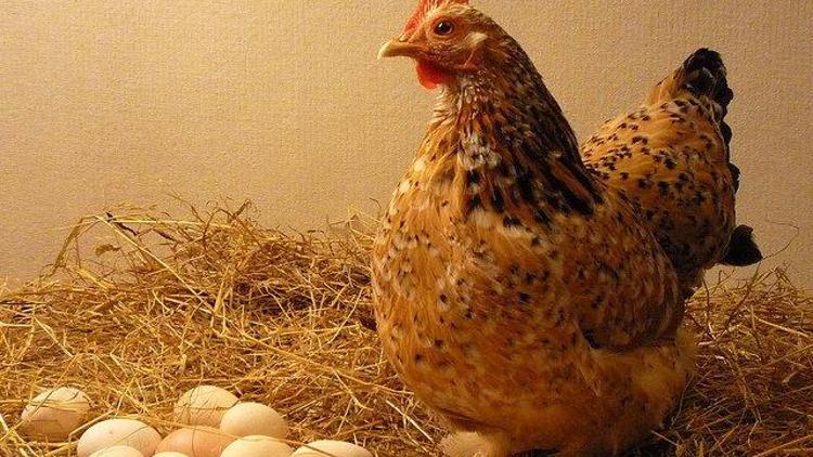 Yumurtada gezen tavuk tercihi arttı
