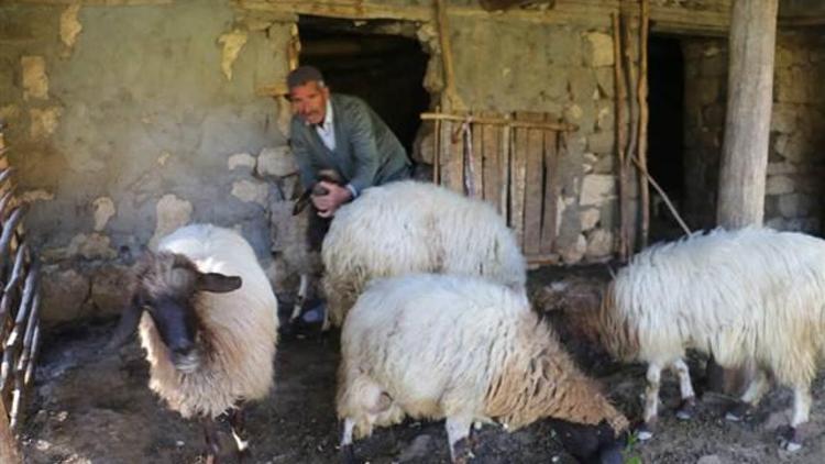 Kurtlar saldırdı, 51 koyun telef oldu