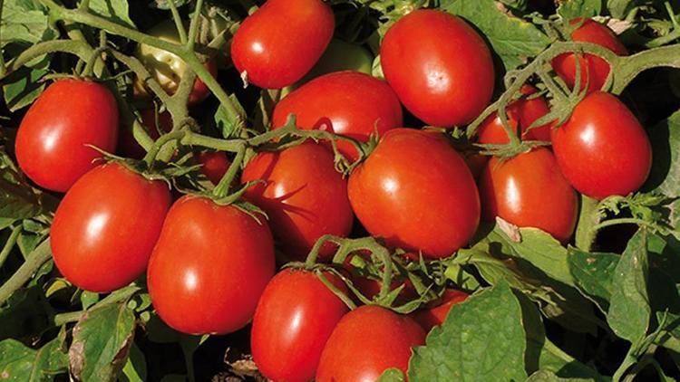 25 günde domates yetiştirdiler
