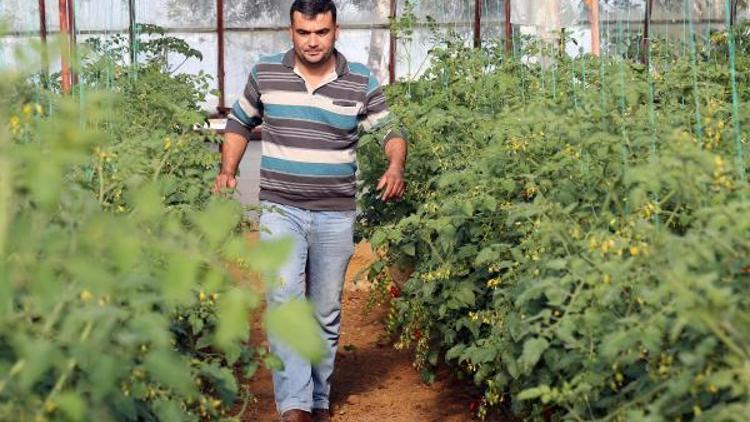 Yeni ürün urma domatesi üreticisini güldürdü