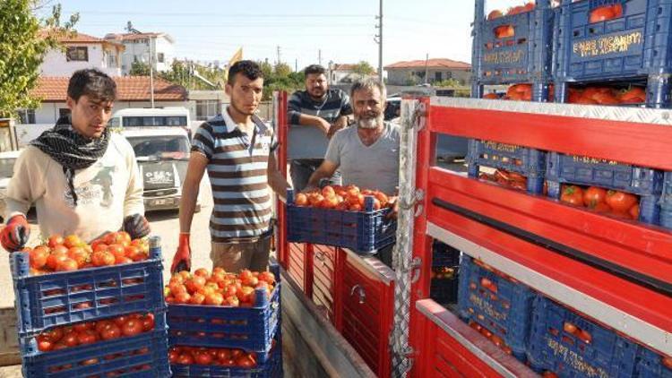 Güz domatesinde tehlike çanları