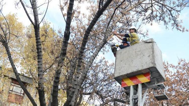 Büyükşehirden ağaçlara kışlık bakım