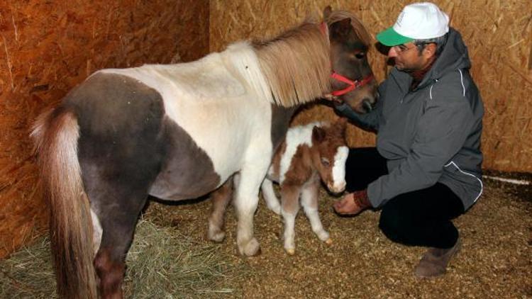 Bebek Pony Kahve Çankayaya iyi geldi