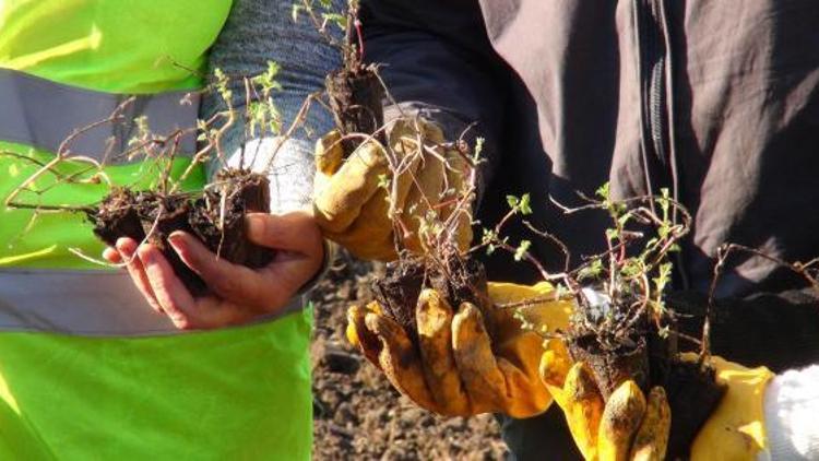 Giresunda Isırgan Dünyası projesinde son dikimler yapıldı