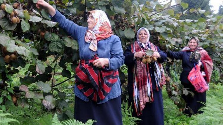 Doğu Karadeniz’de kivi üretimi düştü