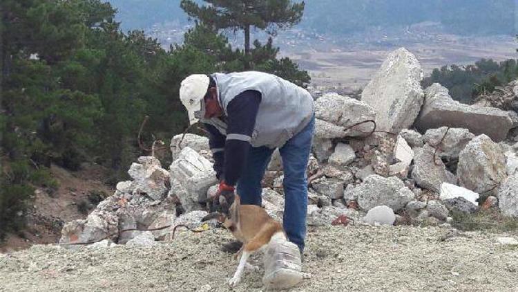 Köpeğin başına geçen plastik bidon kesilerek çıkarıldı