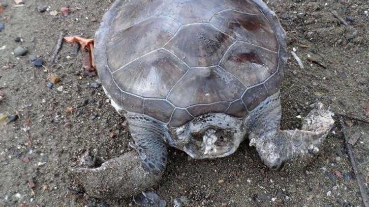 Sahile kafası kopmuş caretta caretta vurdu