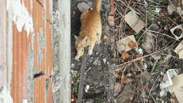 Mahsur kalan kediyi itfaiye kurtardı