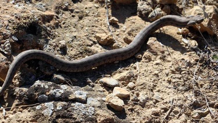 Dünyanın en zehirli yılanlarından Koca engerek Türkiyede görüntülendi