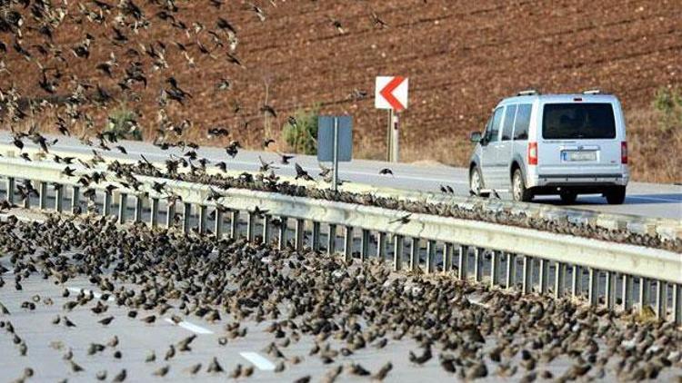 Yüzlerce sığırcık yolu kapattı, sürücüler zor anlar yaşadı