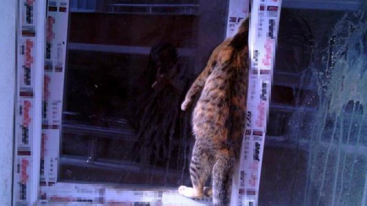 Yavrularına ulaşamak isteyen kedi, pencerede sıkışarak boğuldu