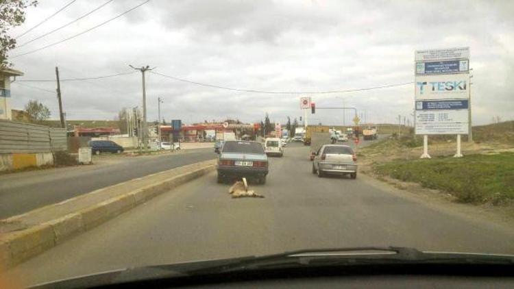 Otomobilin arkasında sürüklenen köpek, yeni sahibine verildi