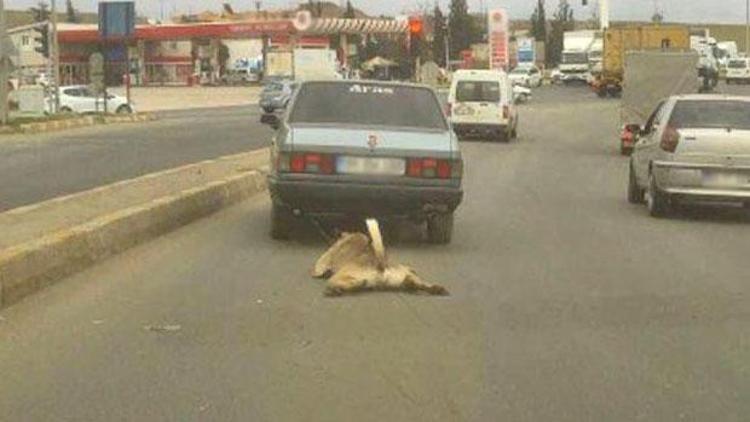 Otomobilin arkasında sürüklenen köpek, yeni sahibine verildi