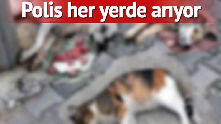 Antalya’da 12 köpek ve 2 kediyi zehirlediler