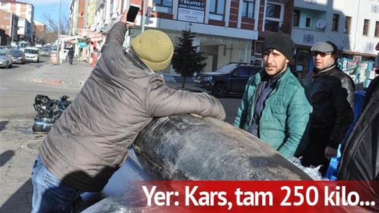 Kars’ta 250 kiloluk dev orkinos ilgi odağı oldu