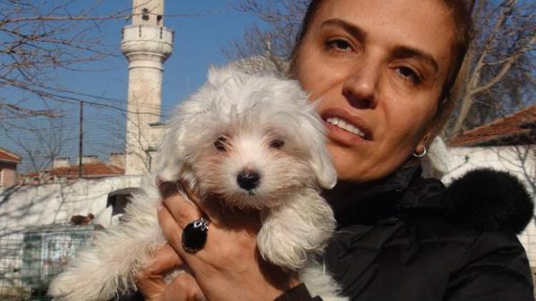 Türkiyeye kaçak sokulan 4 yavru köpek ihaleyle satıldı