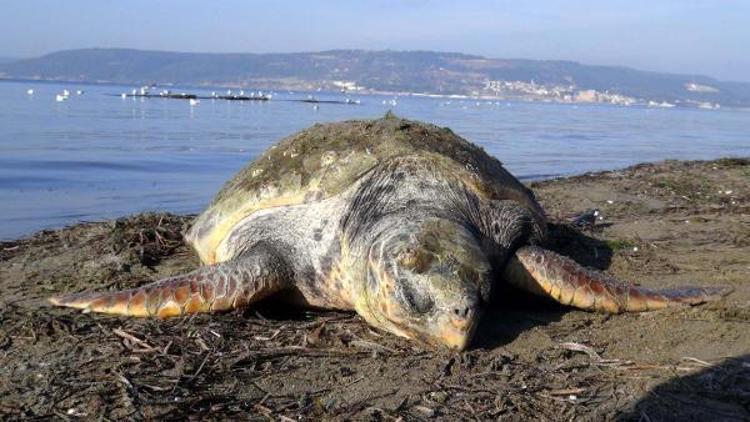 Çanakkalede ölü Caretta Caretta bulundu