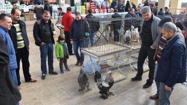 Kanatlılar festivaline yoğun ilgi