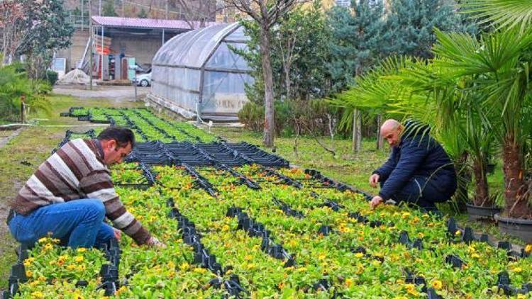 Giresun Belediyesi kendi çiçeğini üretiyor