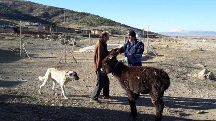 Donmak üzere olan eşeğe zabıta koruması