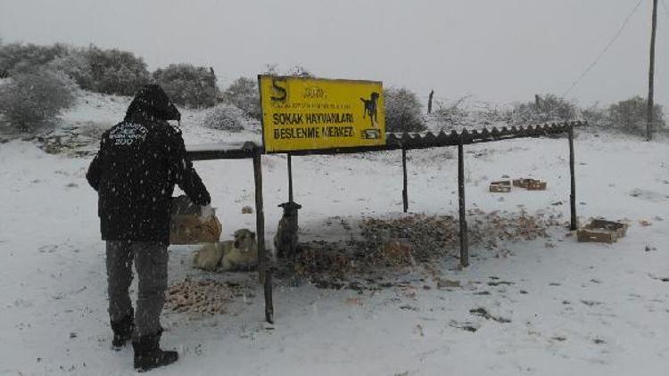 Sokak hayvanlarına yiyecek