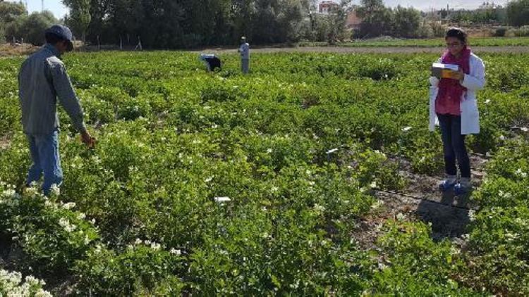 Kuraklık ve sıcağa dayanıklı patates araştırması