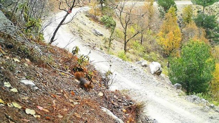 Düldülün yaban hayatı foto kapanla görüntülendi