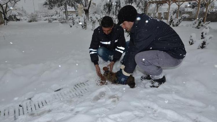 Yeşilyurt Belediyesi sokak hayvanlarına yem dağıttı