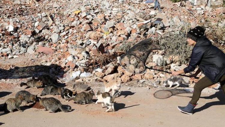 Kentsel dönüşüm yüzlerce kediyi sokakta bıraktı