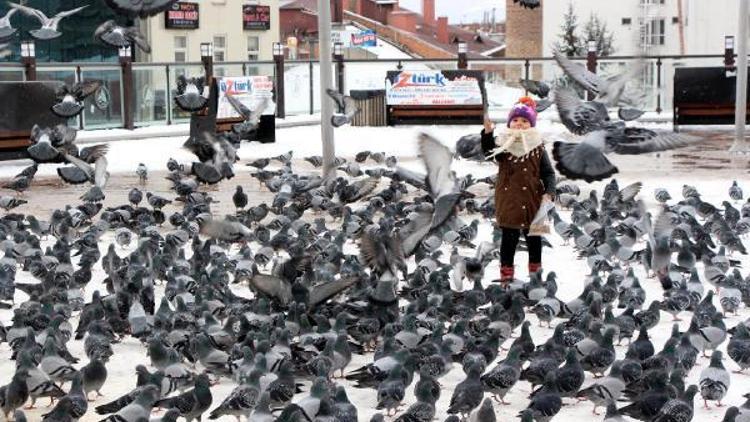 Karda yiyecek bulamayan kuşlar için 250 ağaca yemli yuva