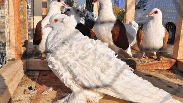 2 bin güvercin ihaleyle satışa çıkarıldı