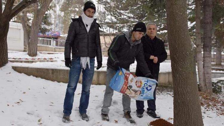 Belediye, sokak hayvanları için yem bırakıyor