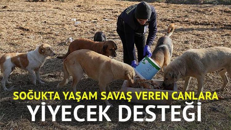 Bucada hayvanlara gıda desteği