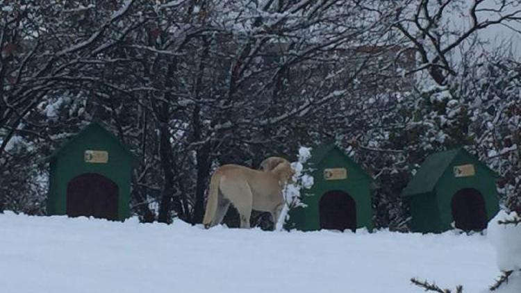 Sokak köpekleri için yuva konuldu