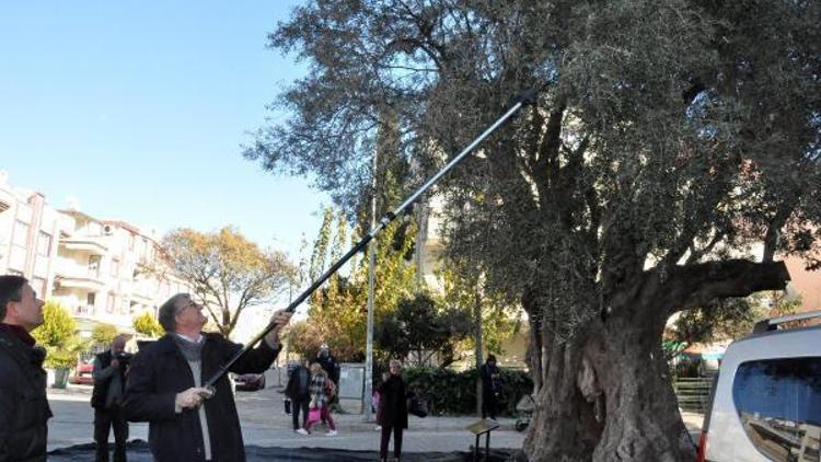 Didimde anıt zeytin ağacından sembolik hasat