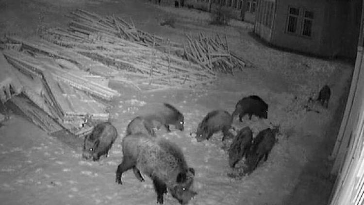 Aç kalan domuzlar üniversite kampüsüne indi
