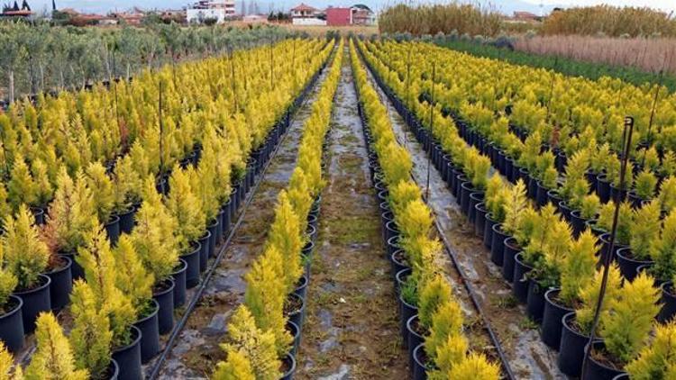 Edremitte yılda 1 milyon zeytin fidanı üretiliyor